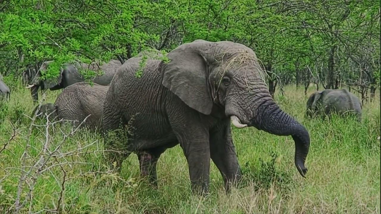 Convert VHS to DVD Rated 5/5 on Trustpilot!